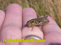 /home//u458753944/public_html/sourcegallery//Insects and small critters/grasshoppers and crickets (Orthoptera)/P1050982.JPG